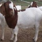 Memilih Kambing Aqiqah Surabaya